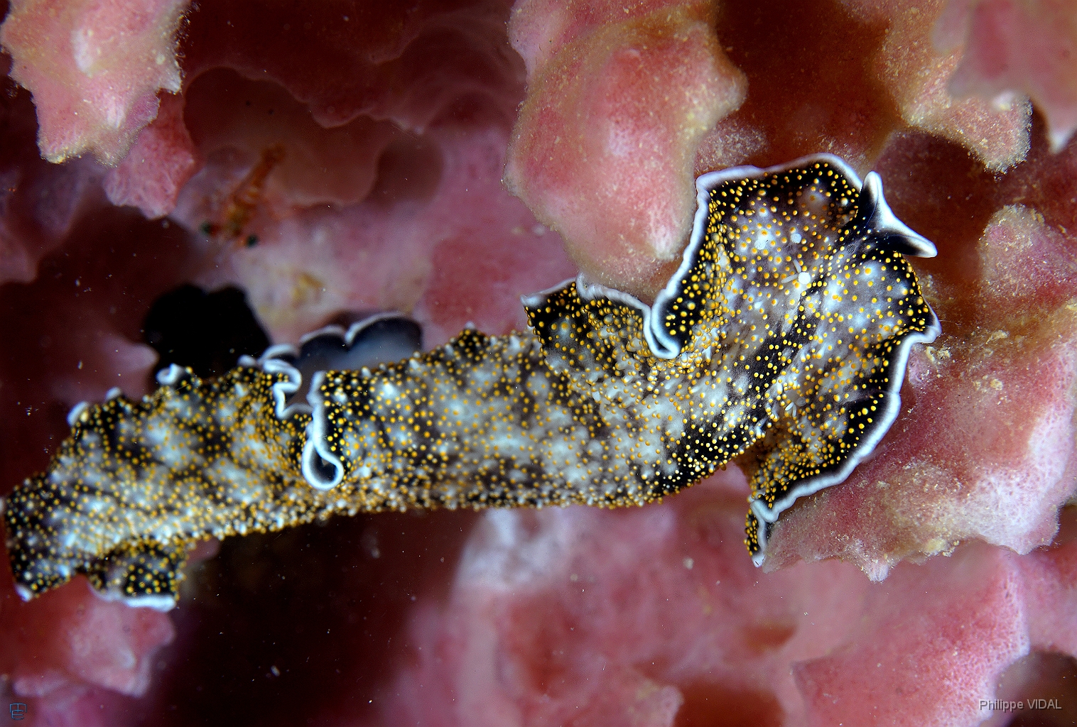 North Sulawesi-2018-DSC03515_rc- Polyclad flatworm pseudocerotidae - Ver plat -Aconthozoon sp.jpg